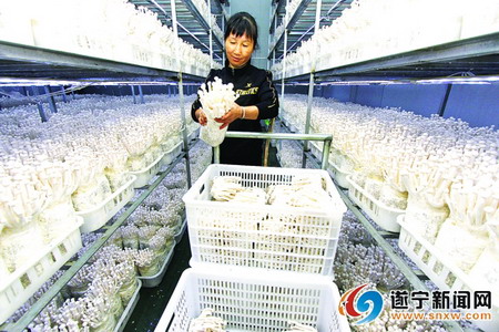 遂宁川菌绿海鲜菇生产基地经净水器过滤灌溉水零污染
