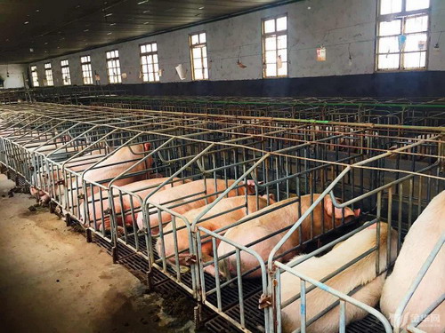 “美保龙”猪场每年向社会提供1万头精品种猪和2万头商品猪