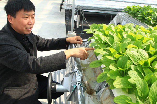 农控日菱采用营养液膜技术珠海首座蔬菜植物工厂投产