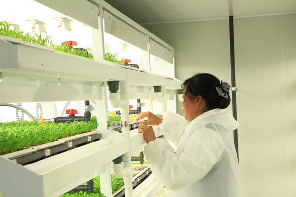 农控日菱采用营养液膜技术珠海首座蔬菜植物工厂投产