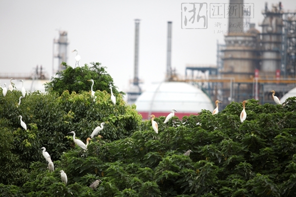 镇海炼化厂区白鹭纷飞“百鹭园”呈人与自然和谐画面