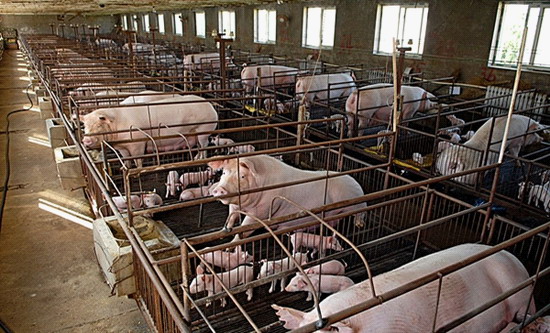 福建俊和环保帮助养猪农户将生猪排泄物利用到了极致