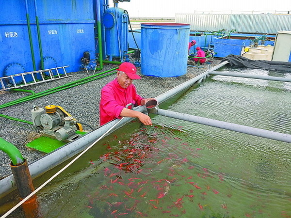 稠油污水经微生物技术处理后可养鱼