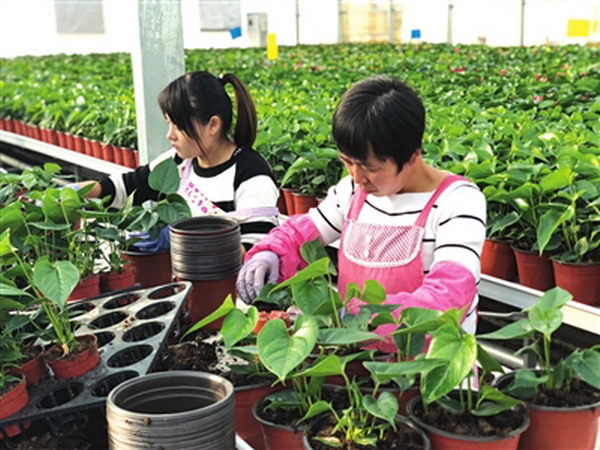 银川市兴庆区农业高科技智慧示范园花儿喝上了纯净水