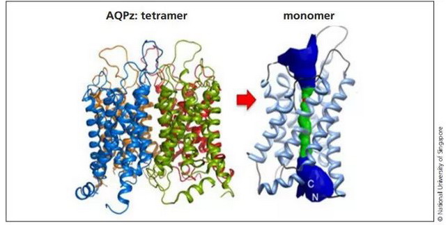四聚体水通道蛋白-Z（AQPz) (左）；基因工程单体AQPz的分子模型（右）