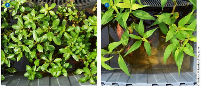 ▲ 小型试验中的Ludwigia adscendens (水丁香) 和Persicaria barbata (粉团蓼)