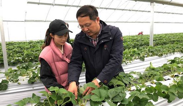 现代设施农业上田草莓园用上了先进的反渗透净水设备