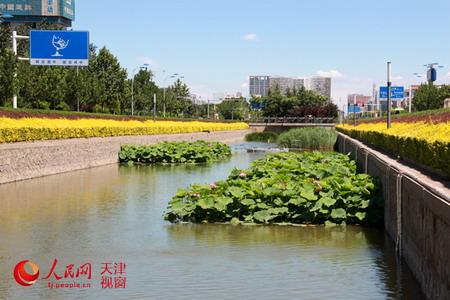 原本污染严重的天津滨海高新区海泰南北大街河道焕然一新 原本污染严重的天津滨海高新区海泰南北大街河道焕然一新