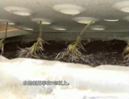 单向渗透膜栽培技术 单向渗透膜栽培技术