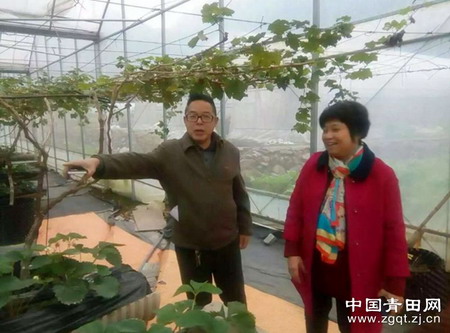 浙江青田县意华生态养殖沼液浓缩处理自动滴灌零污染 浙江青田县意华生态养殖沼液浓缩处理自动滴灌零污染