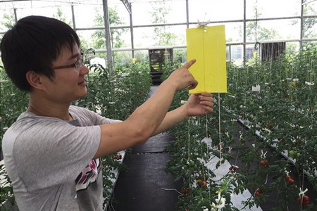 上虞农发精品园区种植基地纳米凝水膜无土栽培小番茄 上虞农发精品园区种植基地纳米凝水膜无土栽培小番茄
