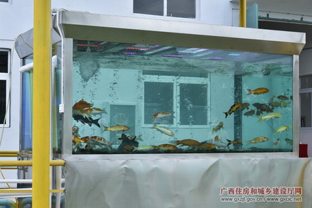 处理后的垃圾水清澈干净,可用于养殖观赏鱼 处理后的垃圾水清澈干净,可用于养殖观赏鱼