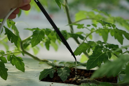 博爱县中荷植物园栽培欧荷生态小番茄营养液循环滴灌 博爱县中荷植物园栽培欧荷生态小番茄营养液循环滴灌