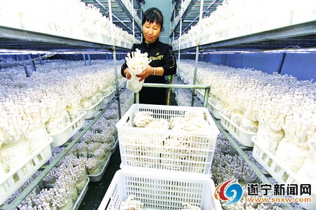 遂宁川菌绿海鲜菇生产基地经净水器过滤灌溉水零污染 遂宁川菌绿海鲜菇生产基地经净水器过滤灌溉水零污染