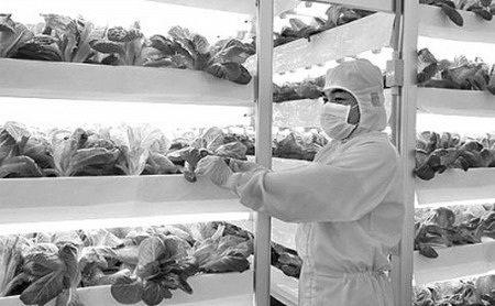 日本三菱化学控股集团旗下三菱树脂(AgriDream)公司培育无农药蔬菜“植物工厂” 日本三菱化学控股集团旗下三菱树脂(AgriDream)公司培育无农药蔬菜“植物工厂”