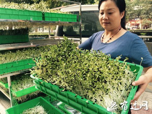 净水发芽苗菜种植基地李香林中年创业真的很“骨感” 净水发芽苗菜种植基地李香林中年创业真的很“骨感”