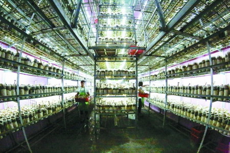 衢州市翔龙农业栽培猪肚菇喷淋用水经过反渗透膜过滤