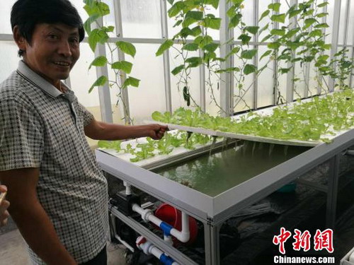 图为永兴岛蔬菜大棚内的水培蔬菜技术 图为永兴岛蔬菜大棚内的水培蔬菜技术