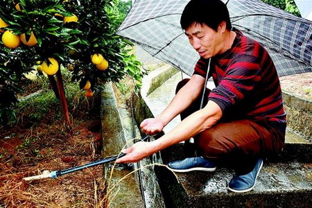 秭归县茅坪镇九里村天翼柑橘种植合作社理事长高强在展示微润管 秭归县茅坪镇九里村天翼柑橘种植合作社理事长高强在展示微润管