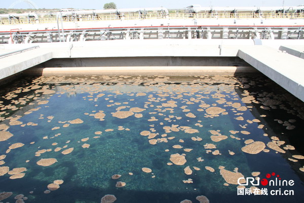 索莱克海水淡化厂贮水池里海水微生物被逐渐分离出来 索莱克海水淡化厂贮水池里海水微生物被逐渐分离出来