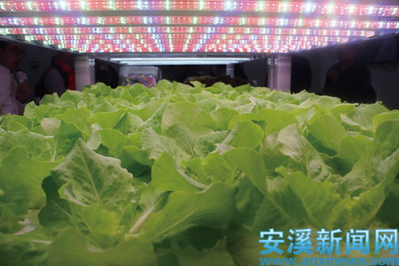 让栽培蔬菜“喝”纯水中科三安打造全球最大植物工厂 让栽培蔬菜“喝”纯水中科三安打造全球最大植物工厂