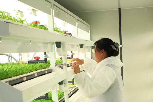 农控日菱采用营养液膜技术珠海首座蔬菜植物工厂投产 农控日菱采用营养液膜技术珠海首座蔬菜植物工厂投产
