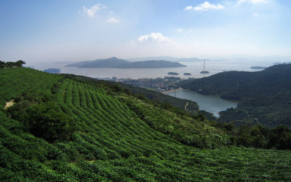 摩星山上是茶园,山脚下的水库就是岱山县自来水厂所在地 摩星山上是茶园,山脚下的水库就是岱山县自来水厂所在地