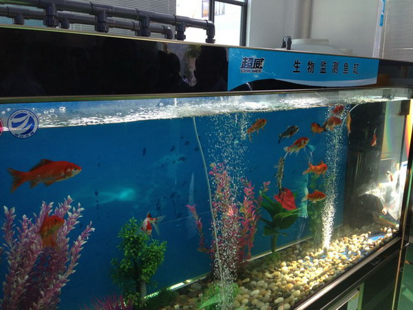 超威集团水处理中心生态监测鱼缸,处理过的回用中水可以用来养金鱼 超威集团水处理中心生态监测鱼缸,处理过的回用中水可以用来养金鱼
