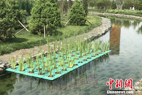 湿地公园内的溪水中种植了农作物 湿地公园内的溪水中种植了农作物