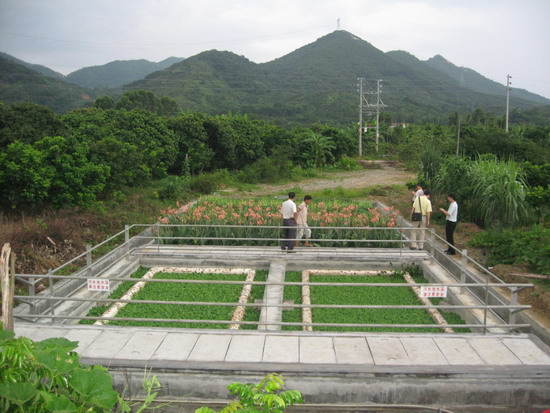 福建俊和环保帮助养猪农户将生猪排泄物利用到了极致 福建俊和环保帮助养猪农户将生猪排泄物利用到了极致