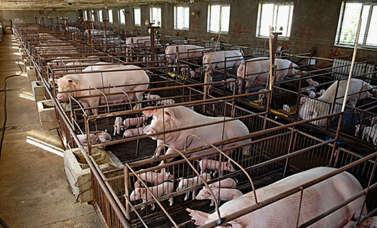 福建俊和环保帮助养猪农户将生猪排泄物利用到了极致 福建俊和环保帮助养猪农户将生猪排泄物利用到了极致