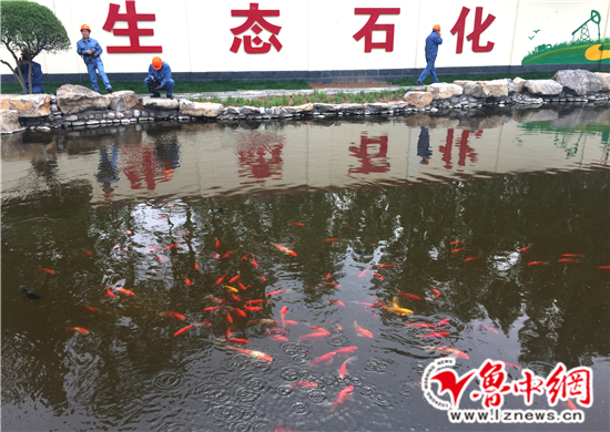 齐鲁石化乙烯污水处理场生态指示池