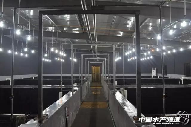 海南中正水产“南虾北移”浙江上虞再建种虾育苗基地
