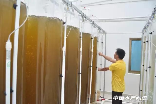 海南中正水产“南虾北移”浙江上虞再建种虾育苗基地