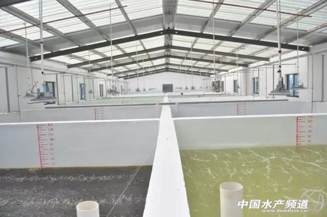 海南中正水产“南虾北移”浙江上虞再建种虾育苗基地