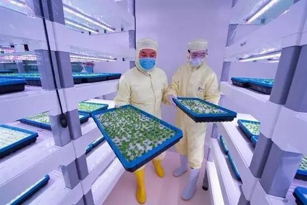 中科生物福建安溪植物工厂生产的蔬菜可直接摆上餐桌 中科生物福建安溪植物工厂生产的蔬菜可直接摆上餐桌