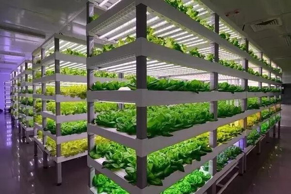 中科生物福建安溪植物工厂生产的蔬菜可直接摆上餐桌 中科生物福建安溪植物工厂生产的蔬菜可直接摆上餐桌