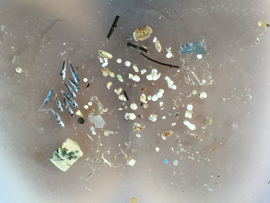 海水水样中的小鱼和塑料颗粒