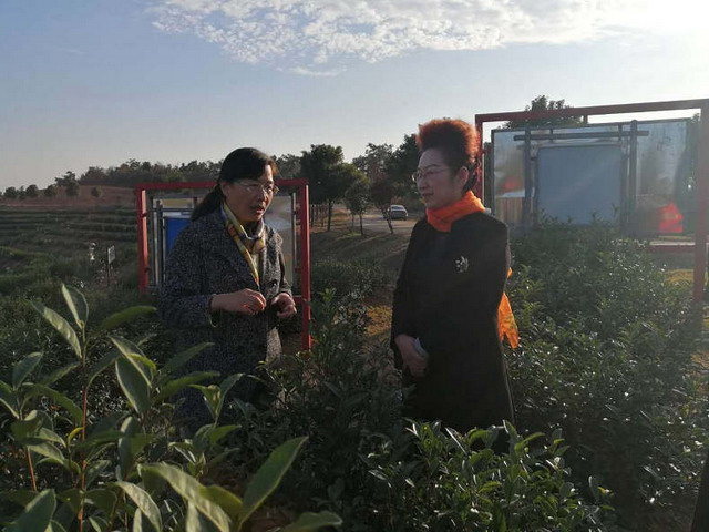 11月5日,浙江大学茶学系教授屠幼英博士(左)应邀来到罗山县灵山茶业进行茶叶加工技术方面现场指导。 11月5日,浙江大学茶学系教授屠幼英博士(左)应邀来到罗山县灵山茶业进行茶叶加工技术方面现场指导。