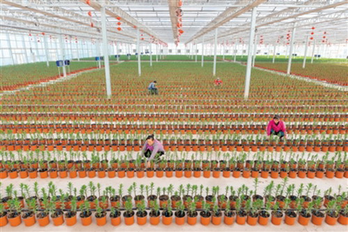 宁夏丝路康花工厂化种植基地里的花儿都喝上了纯净水 宁夏丝路康花工厂化种植基地里的花儿都喝上了纯净水