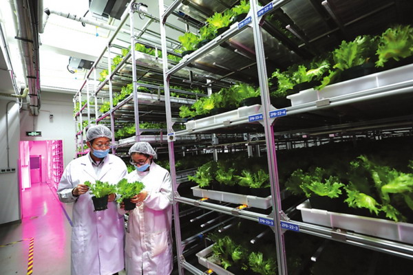 以电器制造商著称的苏州松下公司如今跨界种起了蔬菜