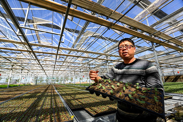 神木市飞科新农村科技有限公司负责人高荣向记者介绍他培育的种苗 神木市飞科新农村科技有限公司负责人高荣向记者介绍他培育的种苗