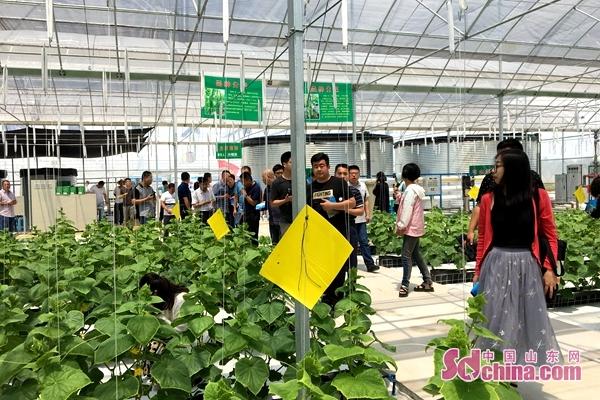 鱼台县王鲁镇王鲁村的蔬菜大棚让蔬菜“喝”上纯净水 鱼台县王鲁镇王鲁村的蔬菜大棚让蔬菜“喝”上纯净水