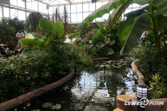 西安市经开区草滩污水处理厂生化池上方的智能温室大棚实景