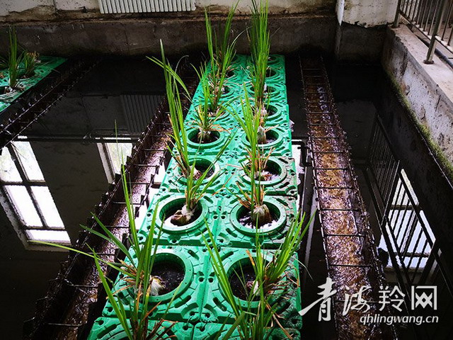 西宁市第一再生水厂膜法再生水源源不断地为湿地补水 西宁市第一再生水厂膜法再生水源源不断地为湿地补水