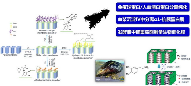 万印华研究员课题组膜色谱介质制备和应用获重要进展 万印华研究员课题组膜色谱介质制备和应用获重要进展