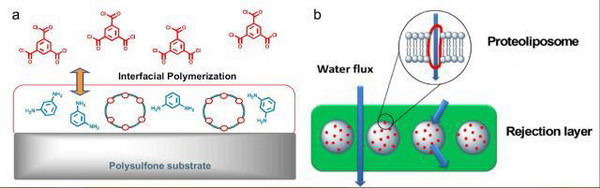Fig.2. Schematics showing the synthesis of an Aquaporin-based biomimetic membranes (ABM) (a) and the conceptual model of ABM (b). Reprinted with permission from Ref.[98]. Copy right (2012) Elsevier
