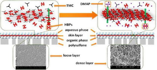 Fig.3. Schematic illustration of the interfacial polymerization in the preparation process of the hyperbranchedpolyesteramide composite membrane. Reprinted with permission from Ref.[108]. Copy right (2013) American Chemical Society