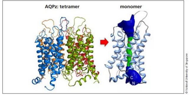 四聚体水通道蛋白-Z(AQPz) (左);基因工程单体AQPz的分子模型(右) 四聚体水通道蛋白-Z(AQPz) (左);基因工程单体AQPz的分子模型(右)
