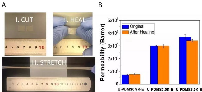 图三、(A) 样品U-PDMS5.0K-E的自修复展示;(B) 高分子膜的起始气体透过率和破损并修复后的气体透过率。 图三、(A) 样品U-PDMS5.0K-E的自修复展示;(B) 高分子膜的起始气体透过率和破损并修复后的气体透过率。